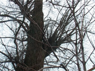 Невозможное возможно: дерево спилили спустя 12 лет!