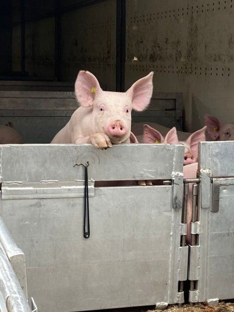 На Орловщине захрюкают по-французски 