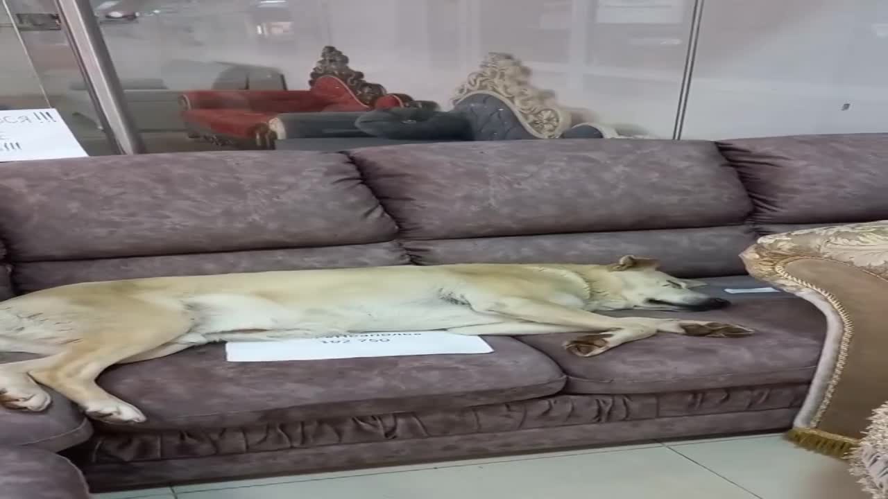В Орле в мебельном магазине диван за 100 тыс. рублей облюбовал уличный пёс Беляш