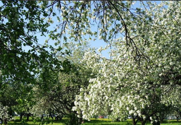 В Орле в Городском парке культуры и отдыха высадят «Сад добрых дел»