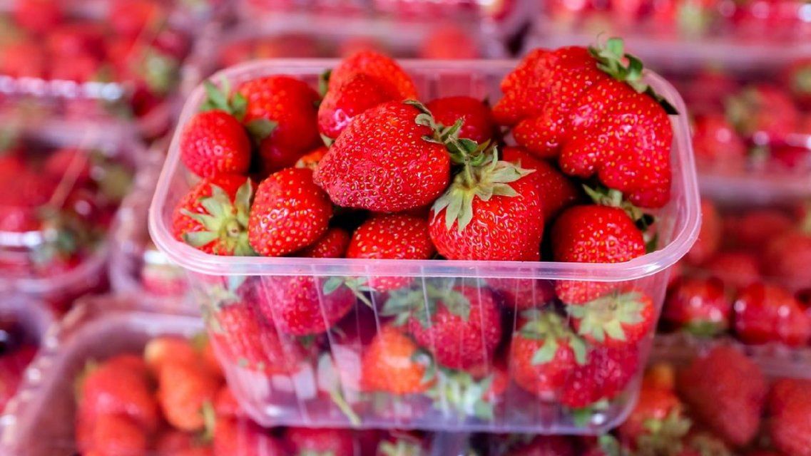 Орловчанам расскажут, как выбрать клубнику