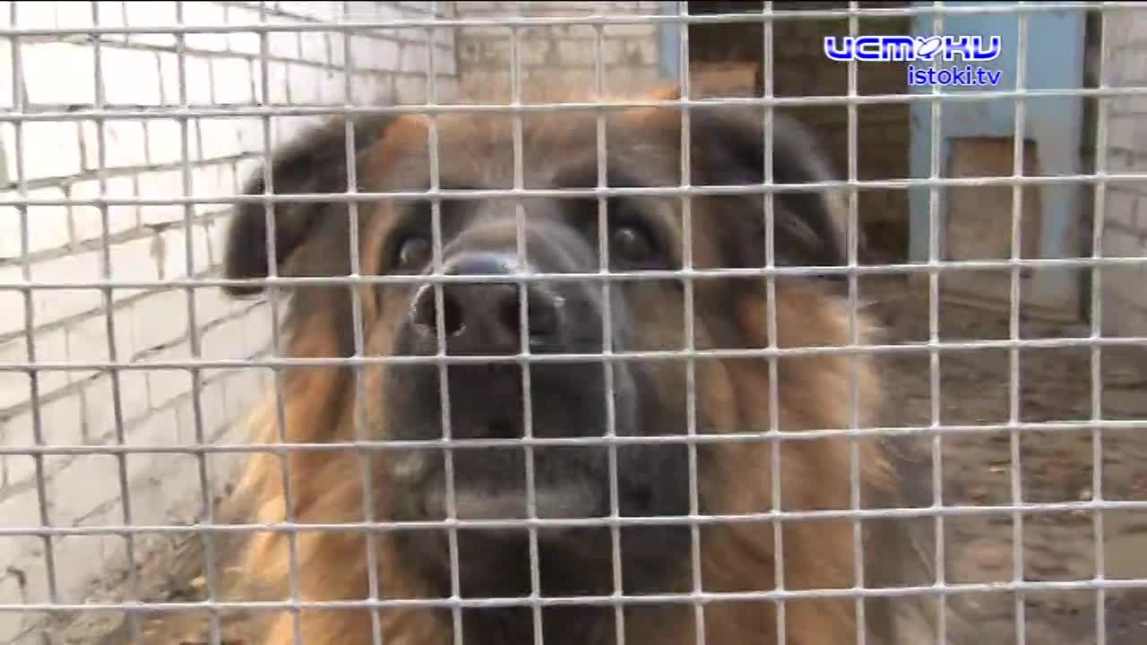 каким должно быть питание домашней собаки