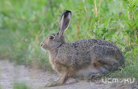  На Орловщине установили солонцы для зайцев