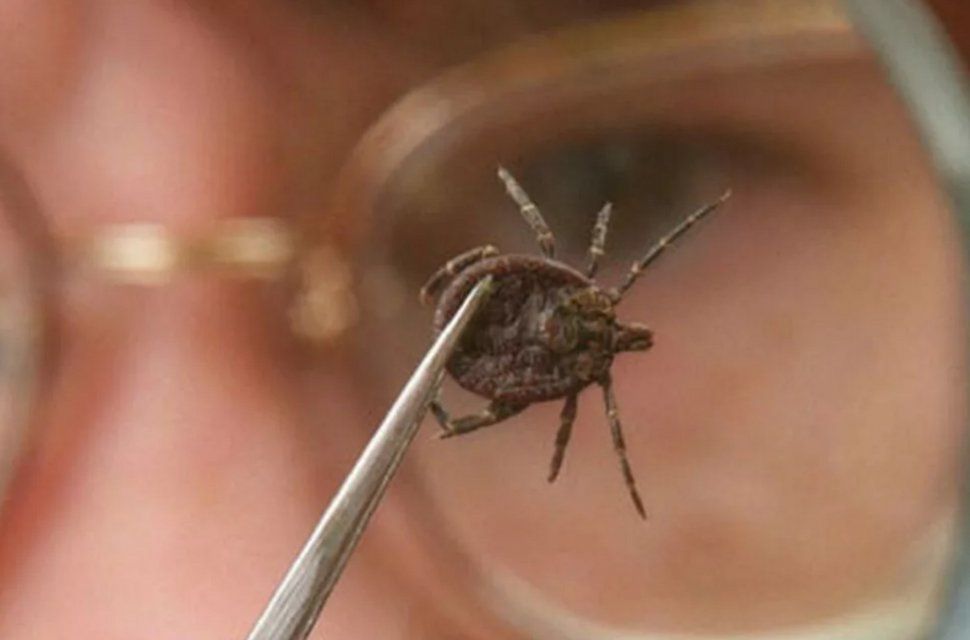 Уже восемь орловчан заразились болезнью Лайма