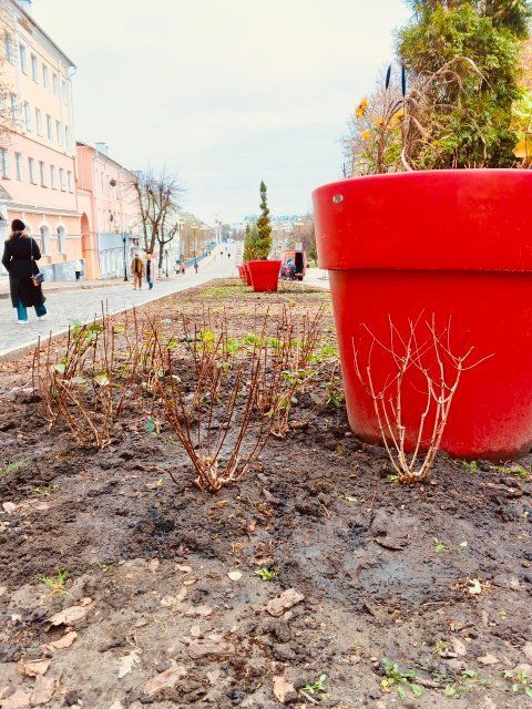 В центре Орла высадили больше сотни кустов гортензий