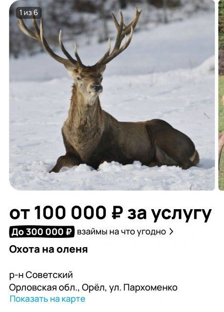На Орловщине желающим предлагают поохотиться на оленя
