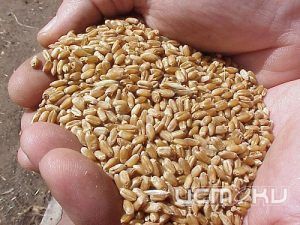 В 1 квартале Россельхознадзор проконтролировал свыше 300 тысяч тонн подкарантинной продукции Орловской области при внутрироссийских перевозках