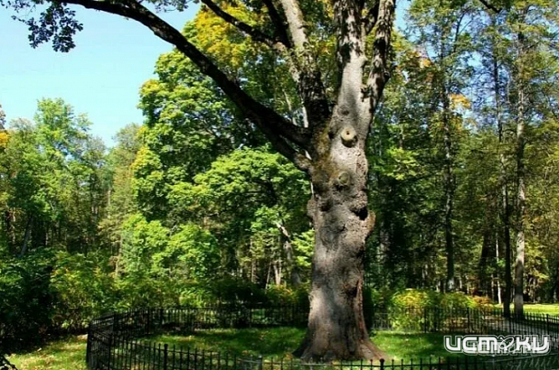 Из веток Тургеневского дуба изготовят шахматные фигуры