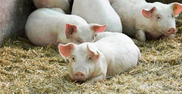 Прокуратура: причиной вспышки АЧС на Орловщине стала халатность