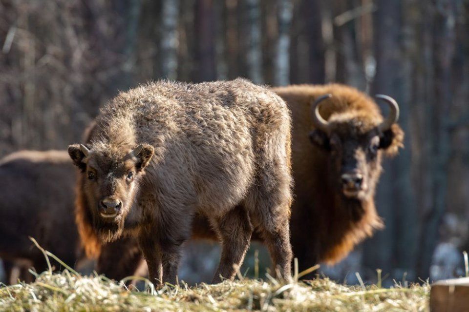 За жизнью зубров в «Орловском полесье» можно будет следить онлайн