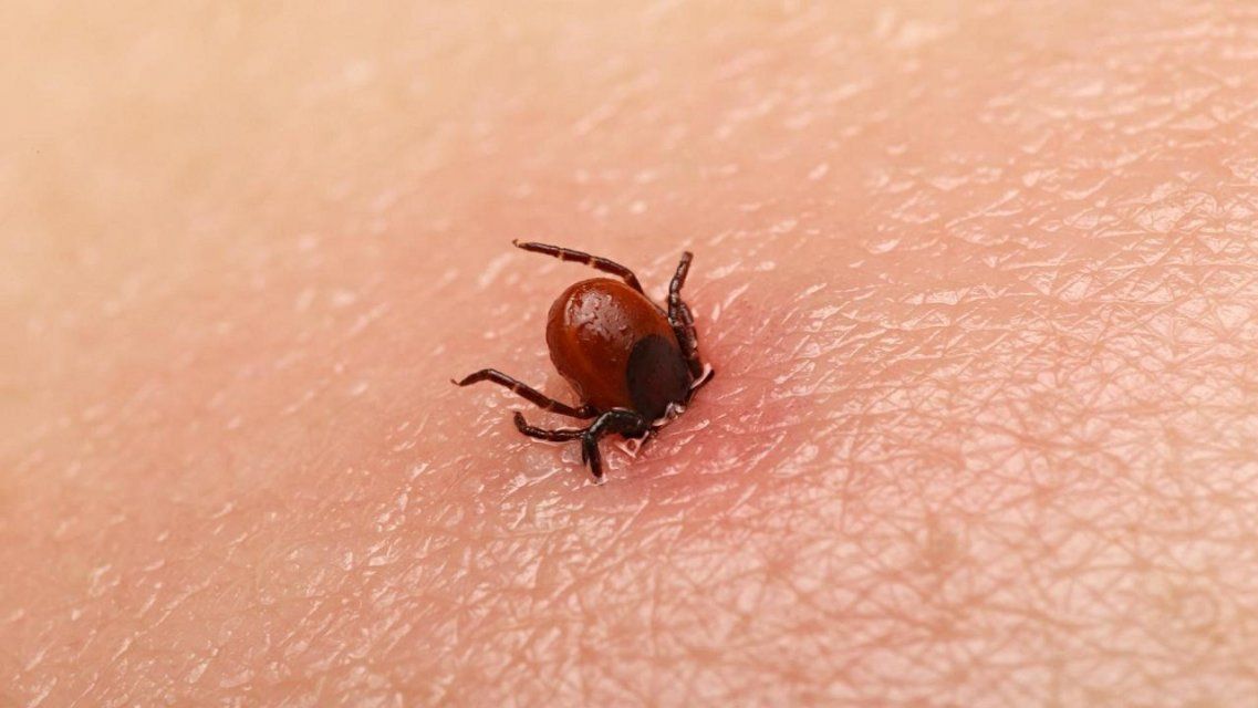 Болезнь Лайма разносят менее 20 % клещей, покусавших орловчан