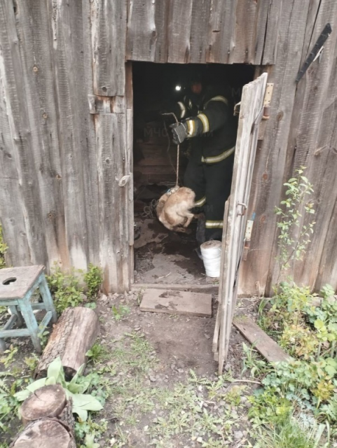 В Ливнах спасатели пришли на помощь собаке, попавшей в беду