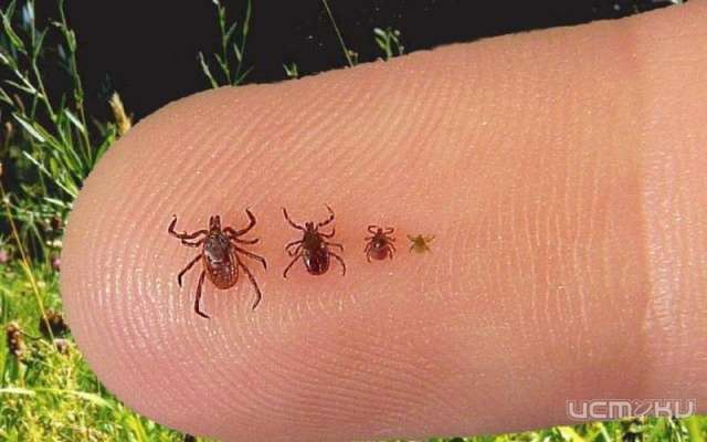 В Орле полным ходом идёт обработка от клещей