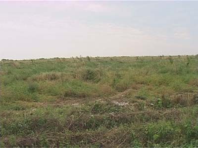 Поля заражены