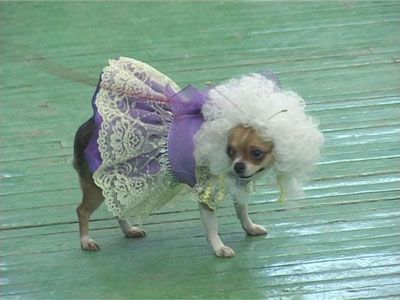 Собачий фристайл