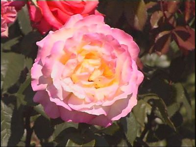 Цветы не виданной красоты распустились в ОГАУ