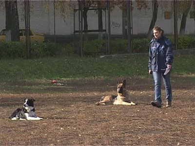 Соревнования по послушанию собак