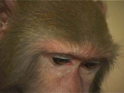 Зоовыставка в ДК ЖД