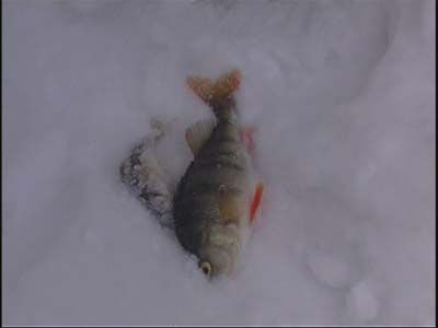 Ловись рыбка, большая и маленькая...