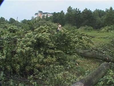 Срубили все липы