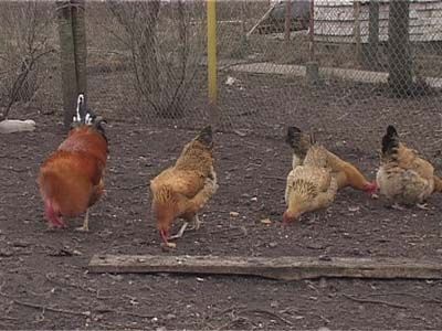 Стоит ли ожидать вспышки «Птичьего гриппа» в Орле?