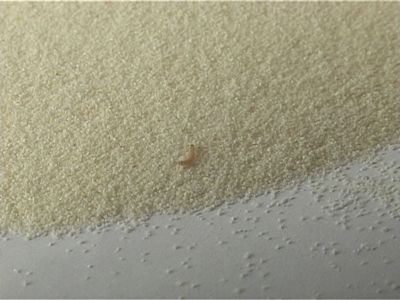 Живые сюрпризы в манной каше