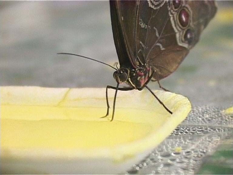 А бабочка крылышками бяк-бяк-бяк-бяк...