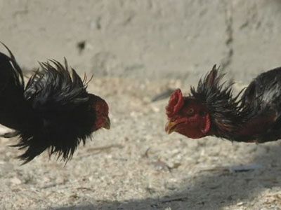 Петушиные бои