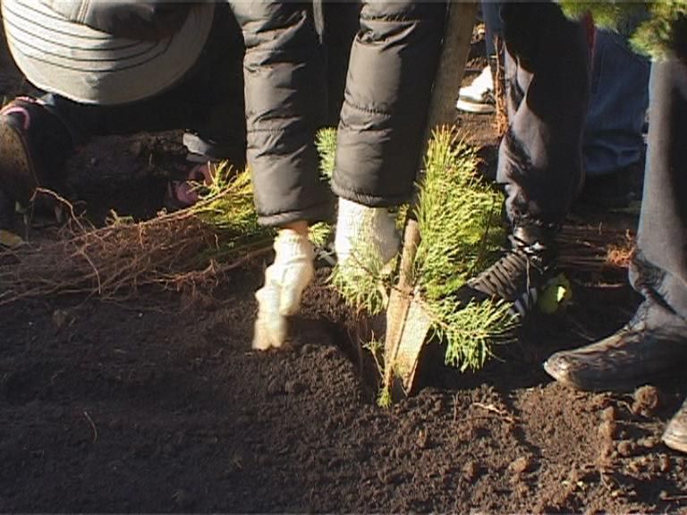 Посади дерево