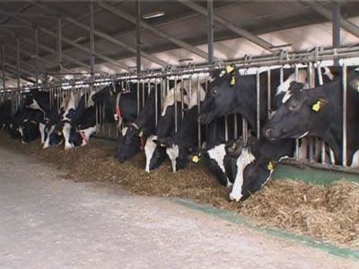 Дефицит кормов для коров