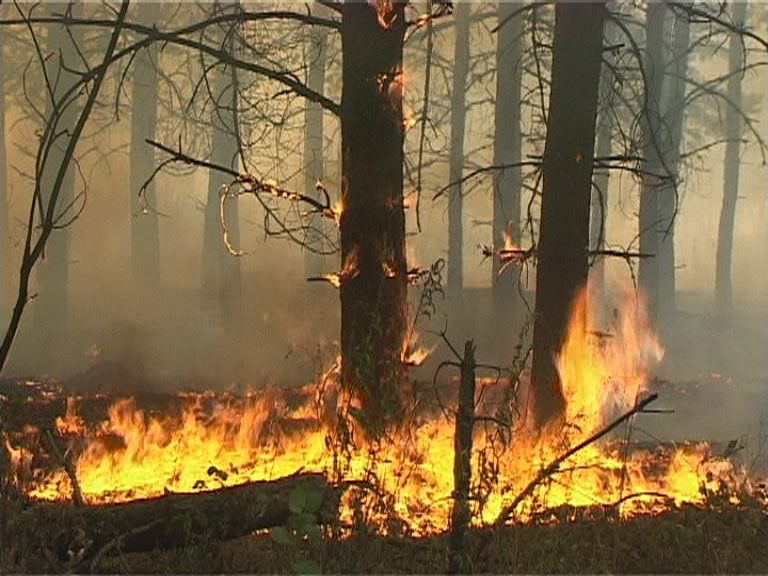 Горят леса и в Орле