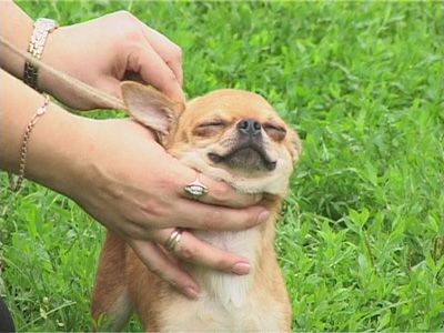 Юбилейная выставка собак