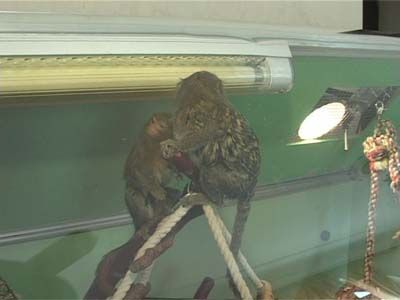 Уникальный случай в мире животных