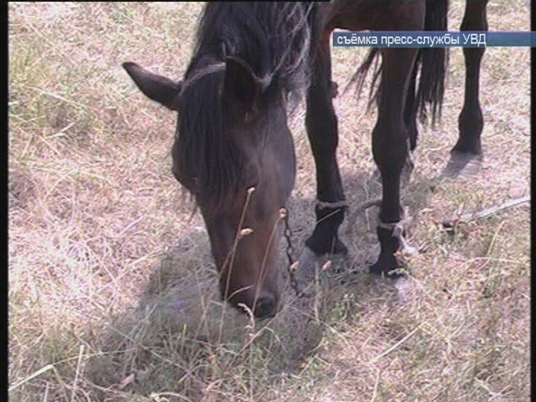 Пропажа лошадей