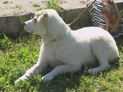 Выставка собак