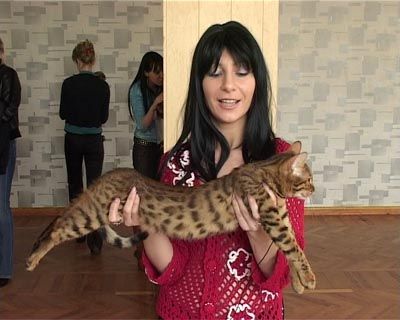 Выставка кошек