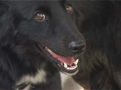 Найдите собаку