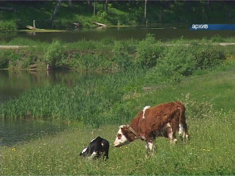 Цыганское преступление