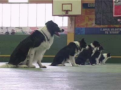 Обидиенс. Соревнования по послушанию собак