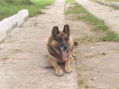 Собачья жизнь