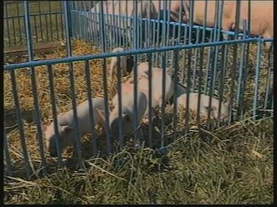 Выставка на ипподроме