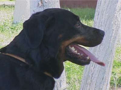 101 год кинологической службе