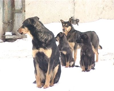 Отстрел собак