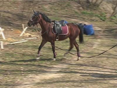 Конная прогулка