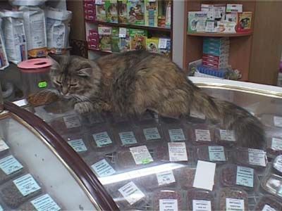 Ветлицензии