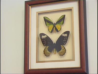 Выставка бабочек