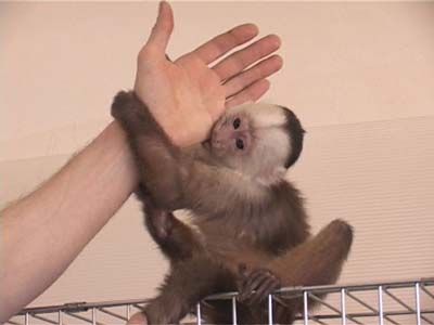 Выставка экзотических животных