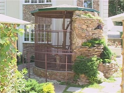 Рысь травмировала сотрудницу кафе