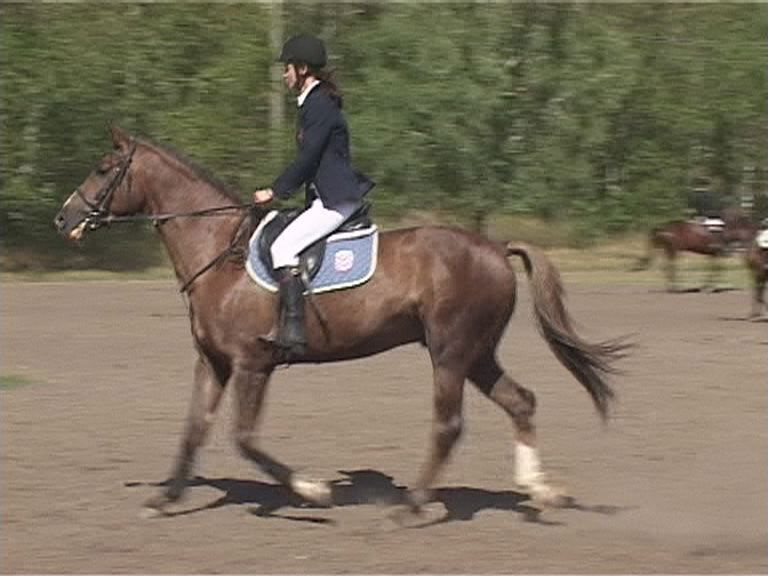 Конкур в Ледно