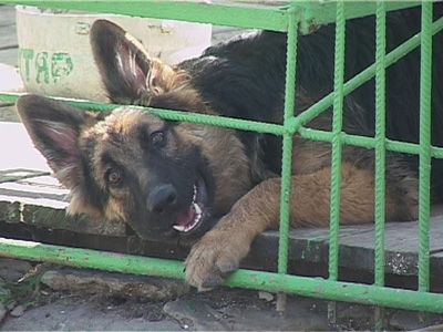 15 лет службе охраны уголовно-исполнительной системы